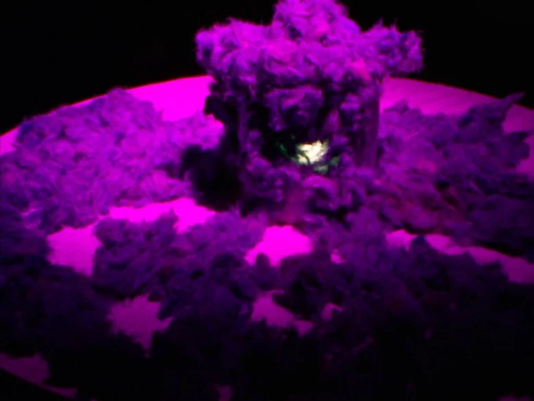 Cena do episódio 44: O Monstro do Cemitério Moldinger!